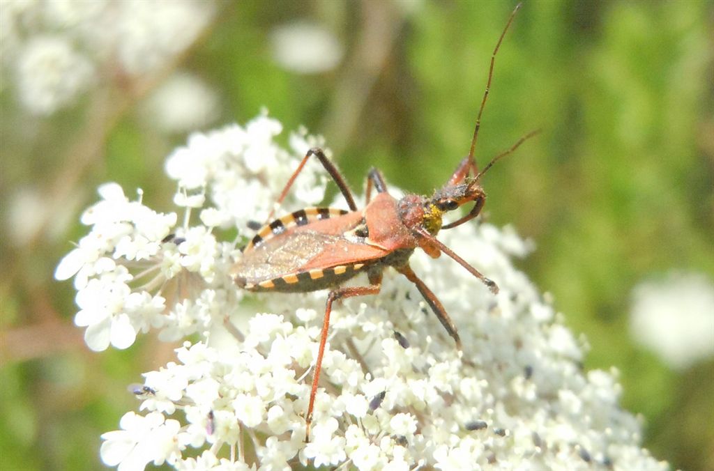 Reduviidae: Rhynocoris erythropus della Campania (CE)